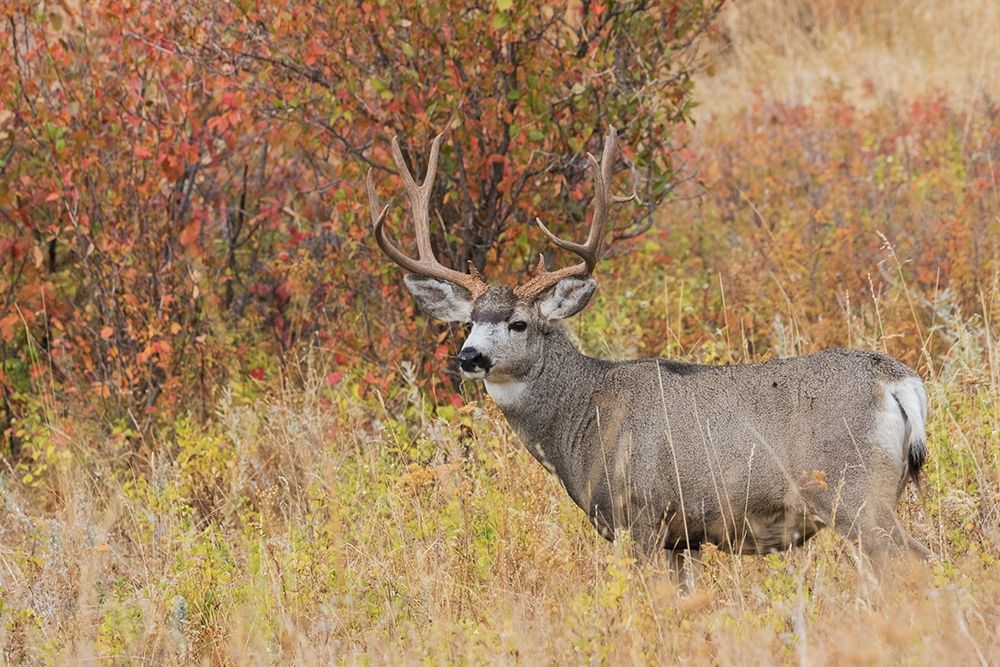 Mule Deer Buck